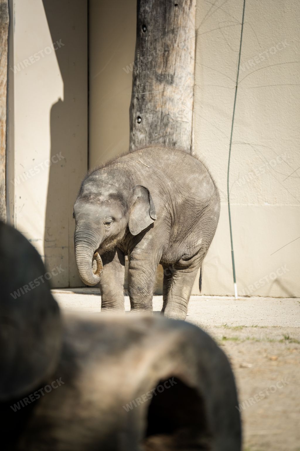 A vertical shot of a baby elephant in a zoo habitat