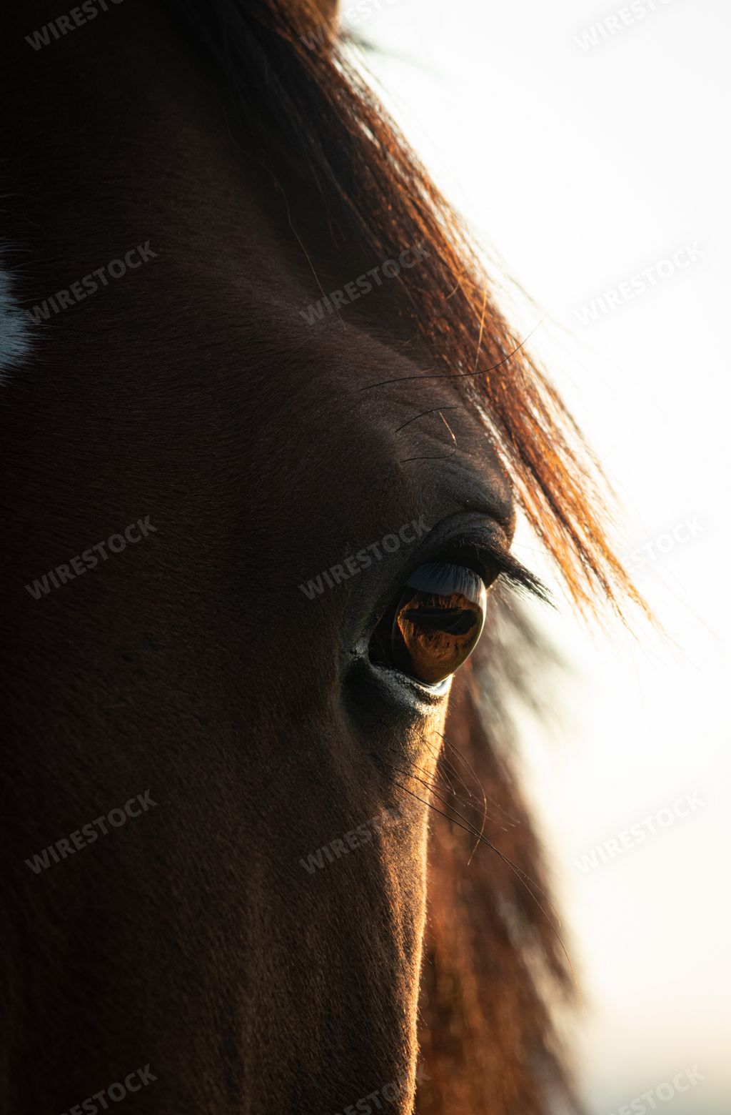 A vertical closeup shot of a horse eye