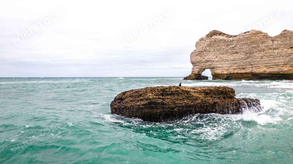 A Cormorant sitting on a rock in the water on a stormy day, with steep cliffs in the background at the beach of Etretat, France.
