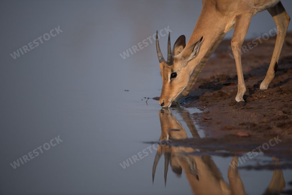 A lonely Thomson's gazelle drinking water from a lake during daytime