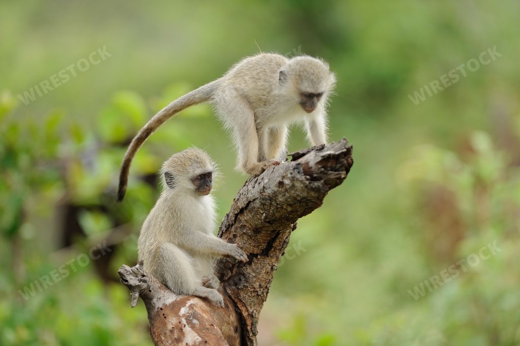 A selective focus shot of two cute baby monkeys playing on a log of wood