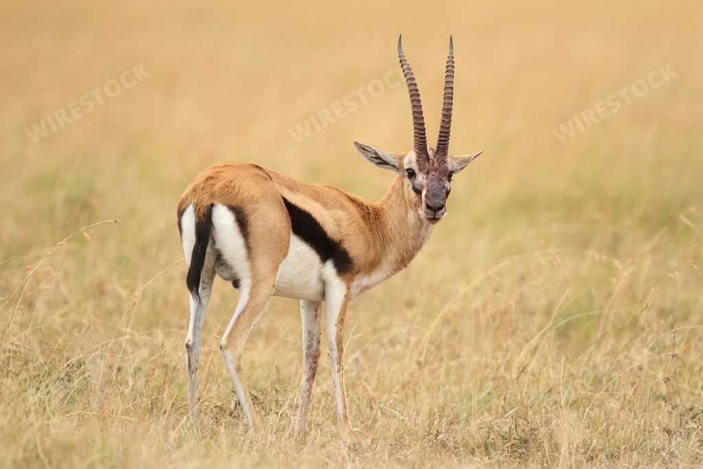 A beautiful view of a thompson's gazelle in the middle of a field covered with grass
