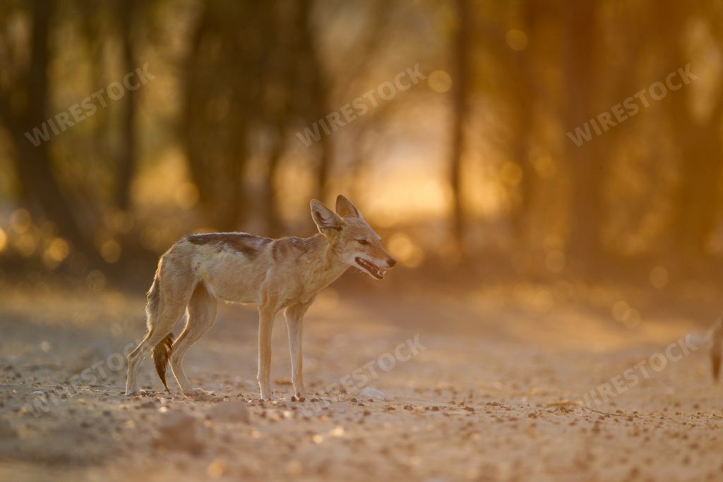 A selective focus shot of a black-backed sand fox in the middle of the desert