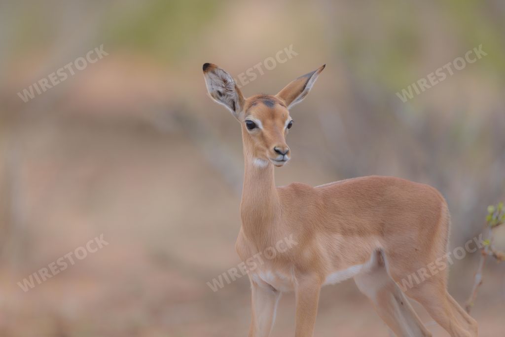 A closeup shot of a baby deer