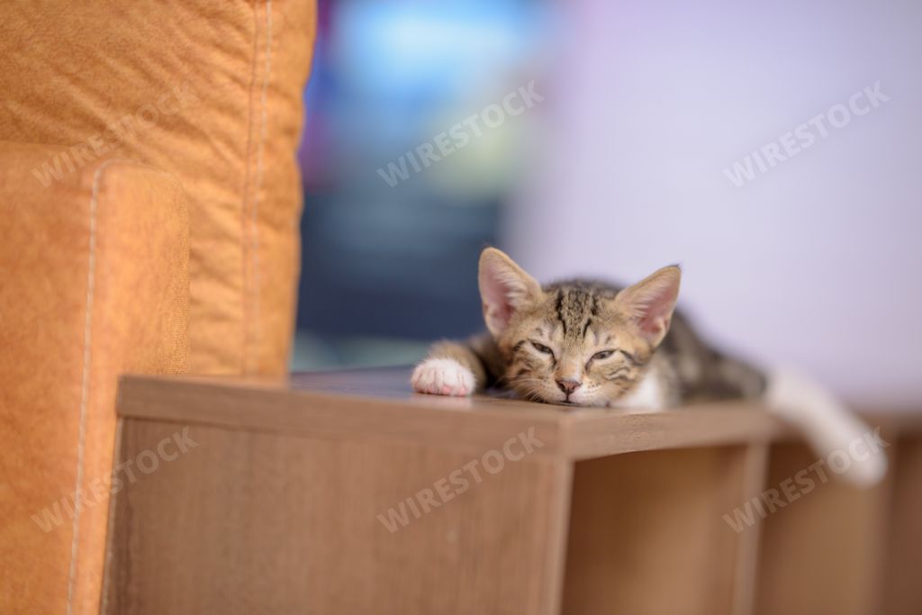 A closeup of a sleepy domestic kitten on a wooden shelf with a blurry background