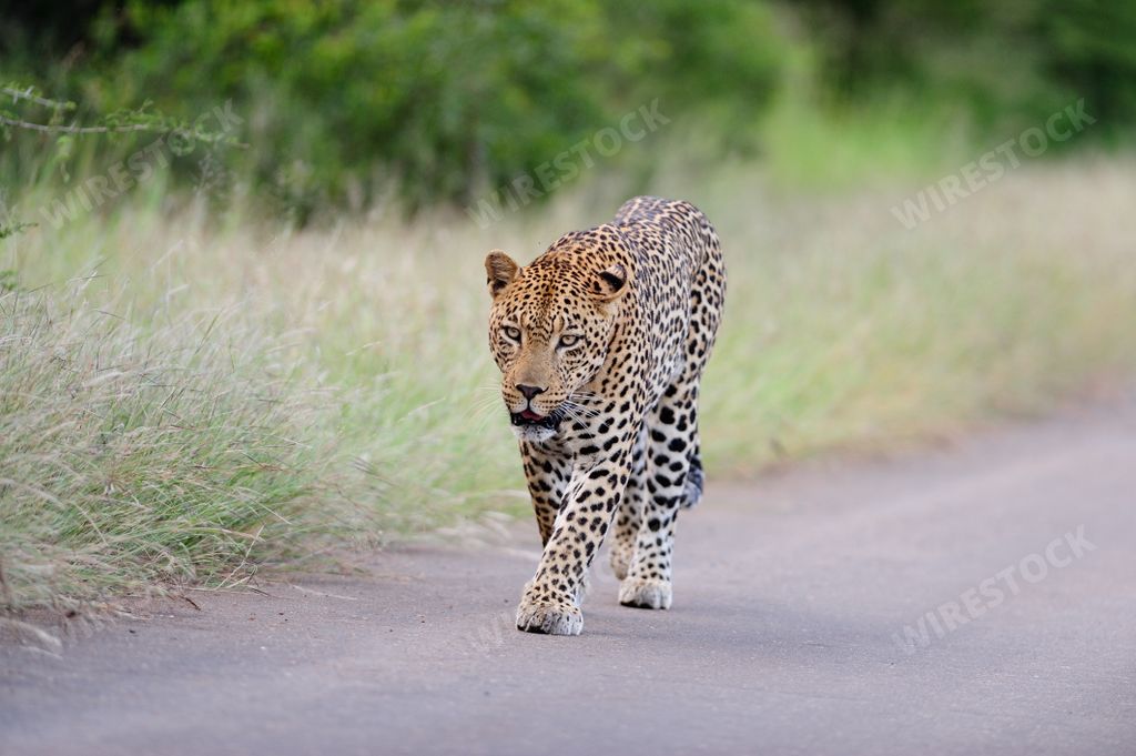A beautiful African leopard walking on a road surrounded by grassy fields and trees