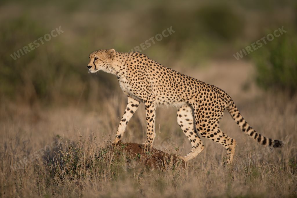 A beautiful cheetah hunting for prey with a blurred background