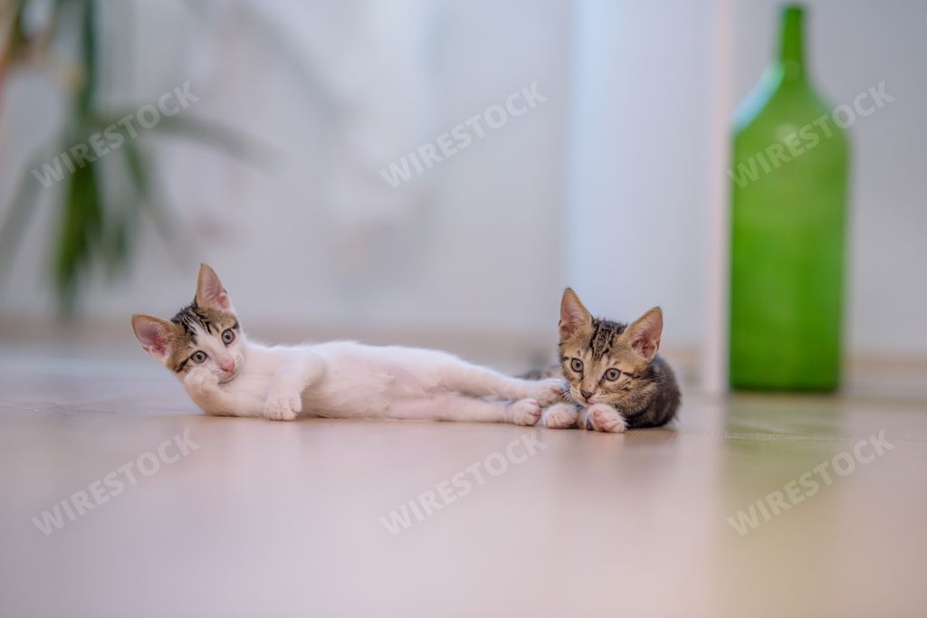A closeup of two cute kittens lying on the floor with a blurry background