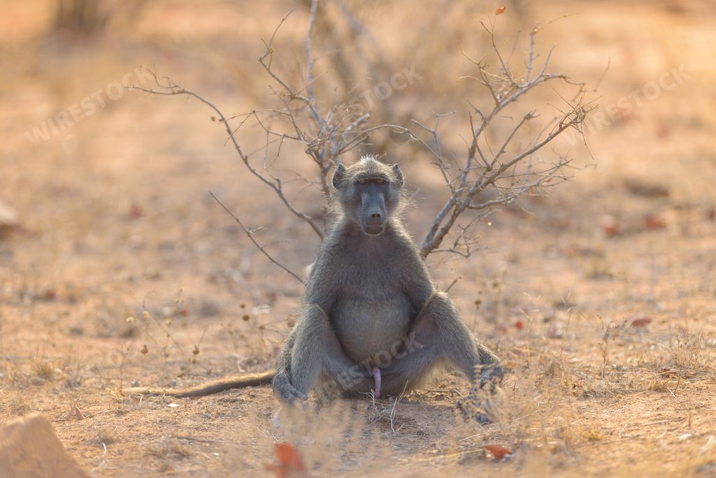 A selective focus shot of a baboon sitting on the ground with its legs spread out