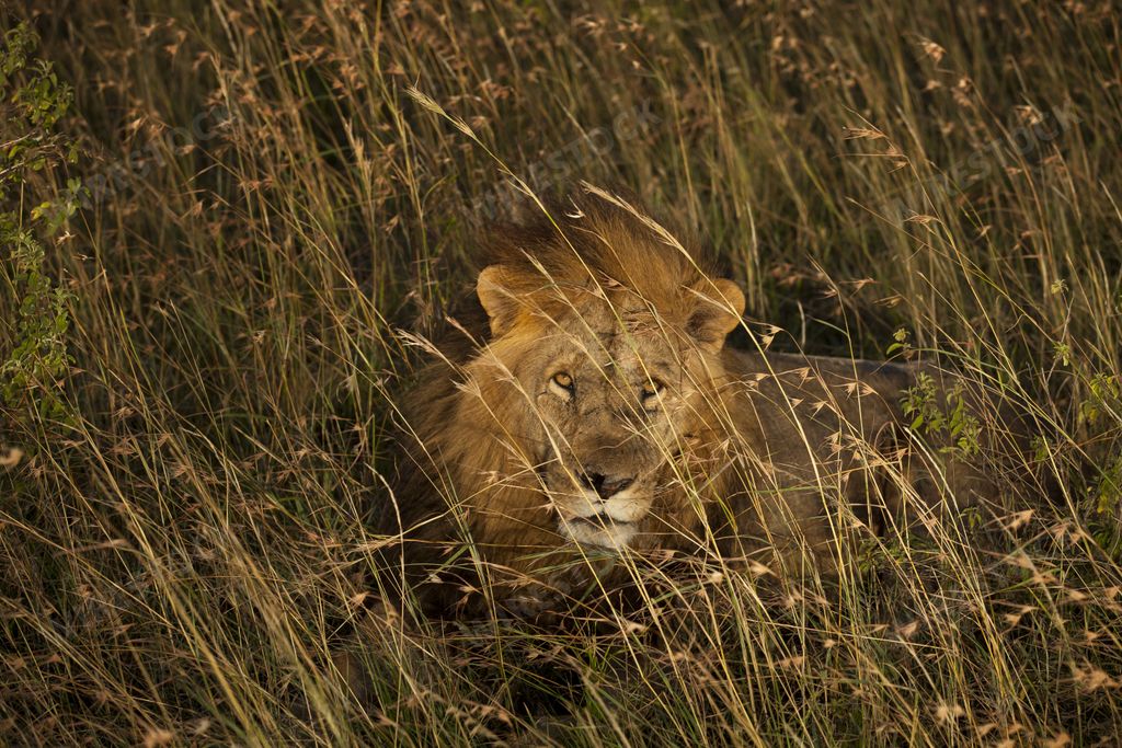 A magnificent lion sitting proudly and powerfully in the middle grass covered field