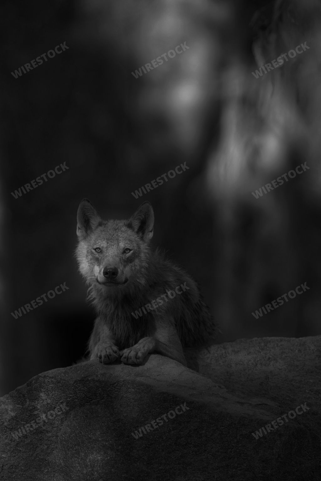 A grayscale vertical shot of a wolf laying on a rock