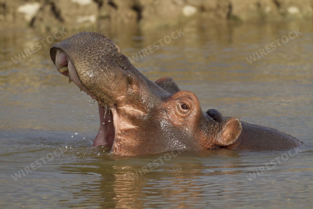 A closeup shot of a hippopotamus in the water with its mouth open