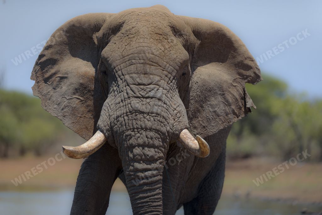 A closeup shot of an elephant walking towards the camera
