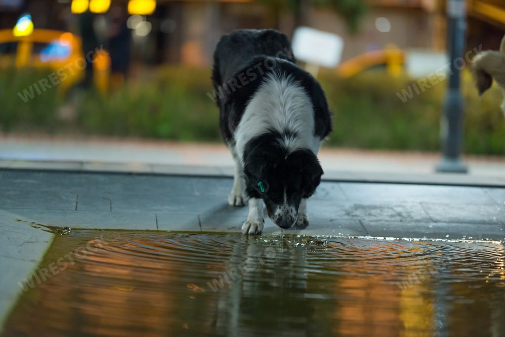 A closeup of a black dog drinking water from the ground under the lights in the night