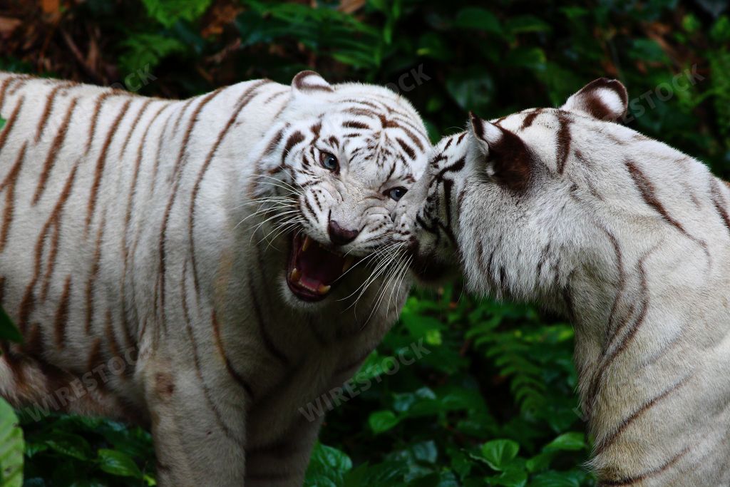 A closeup shot of two white tigers roaring in the jungle