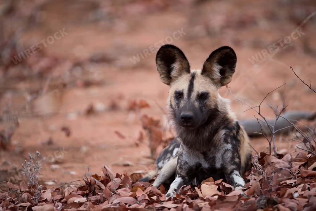An african wild dog resting on the ground with a blurred background