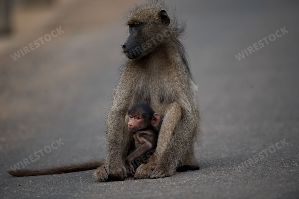 A mother baboon and her baby, sitting on the road with a blurred background
