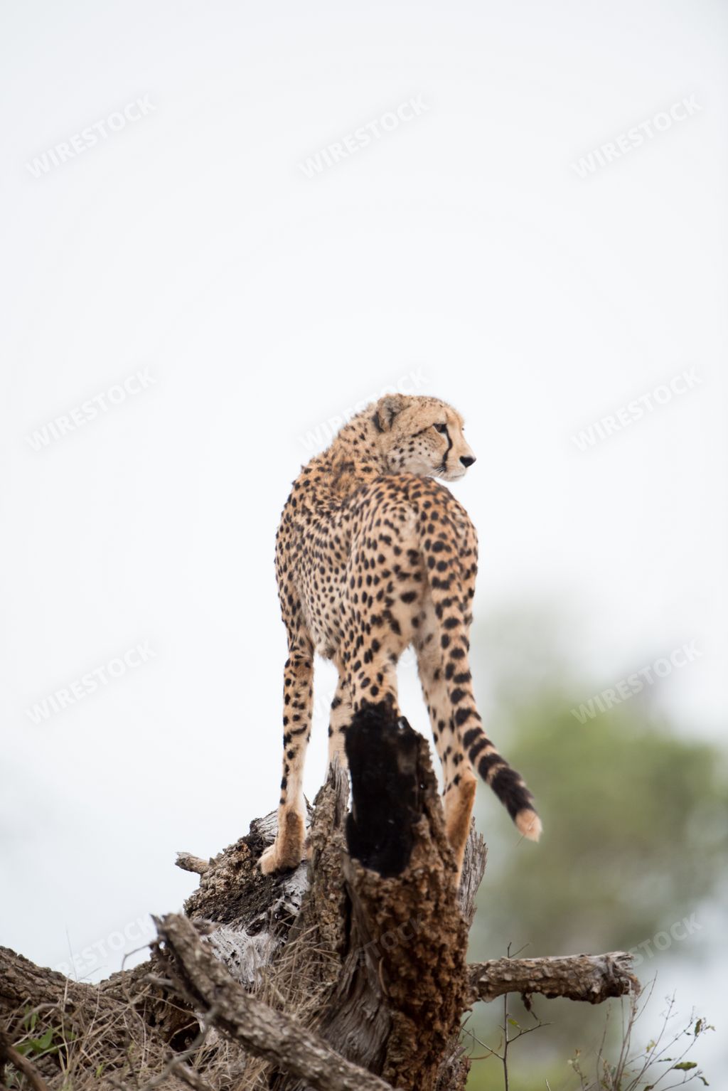 A vertical shot of a beautiful cheetah standing on a dead tree
