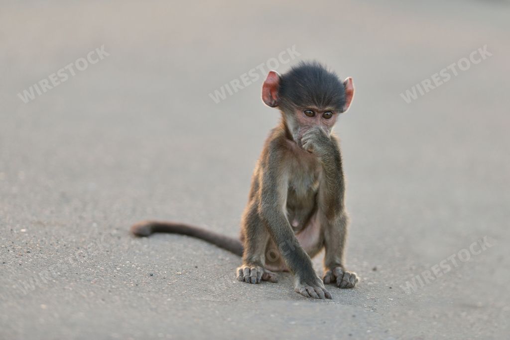A cute baby monkey sitting on an asphalt road  with his hand under his chin