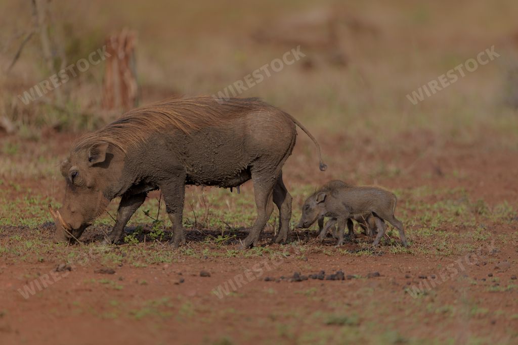 A selective focus shot of baby water hogs walking near their mother