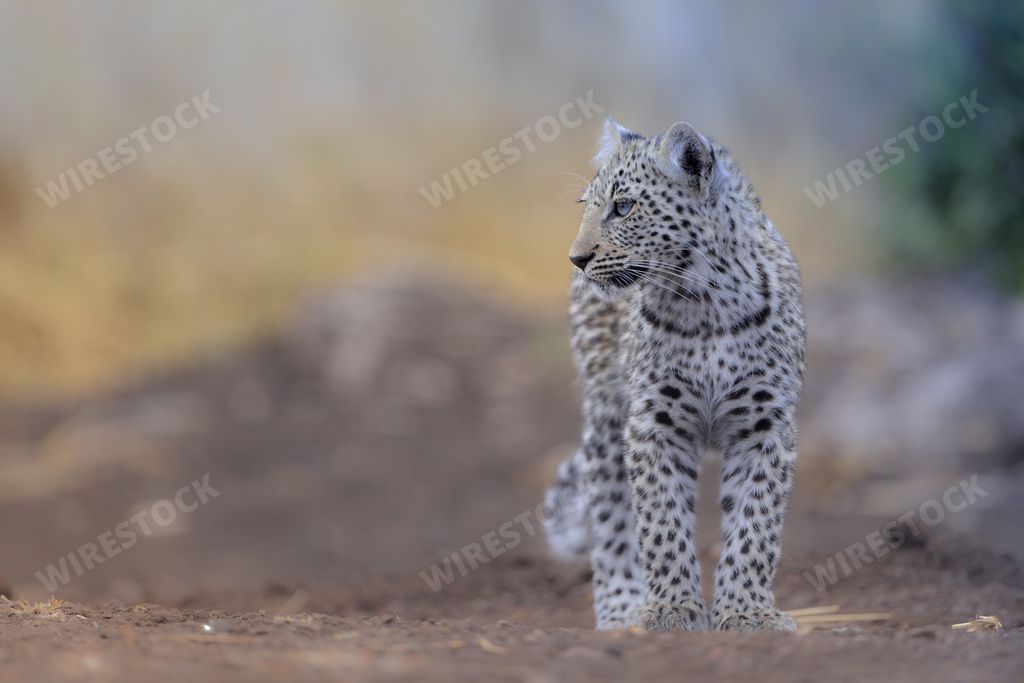 A selective focus shot of a beautiful snow leopard