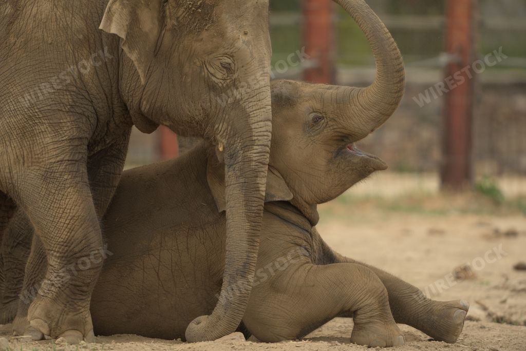 Two elephants covered in mud playing happily in the jungle