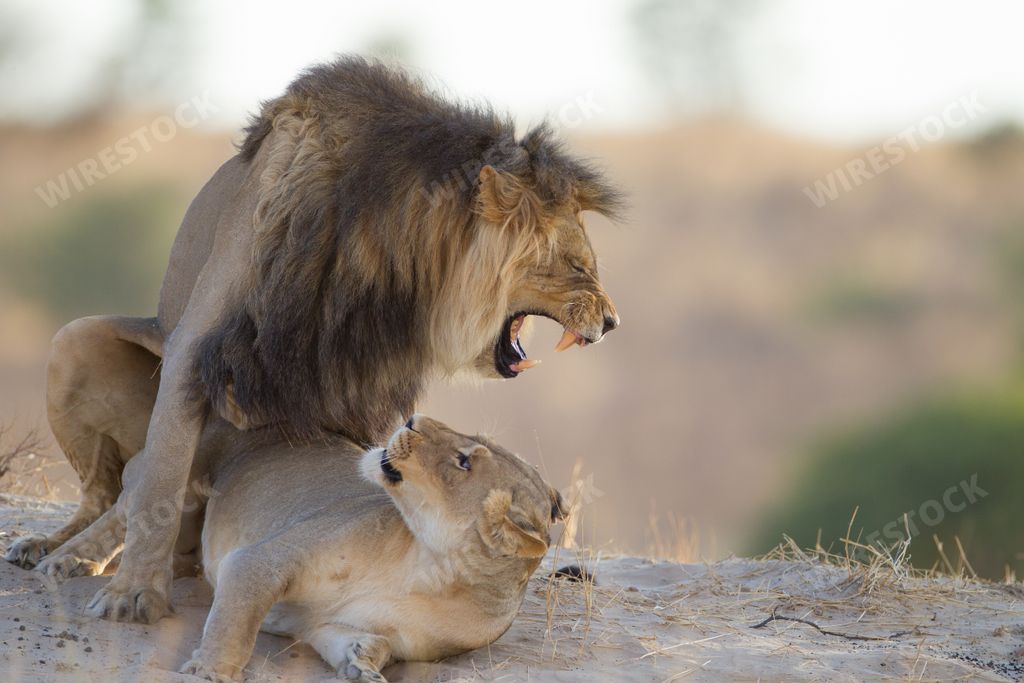 The lion and the lioness playing on the rock in the middle of the jungle