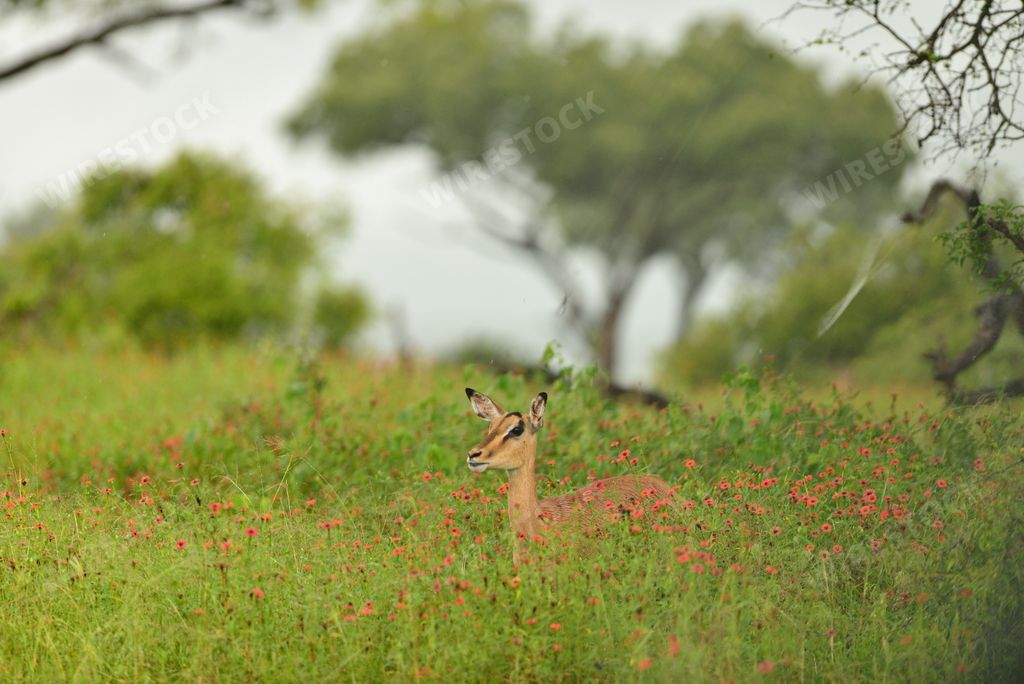 A beautiful deer in the middle of a field covered green grass and pink flowers