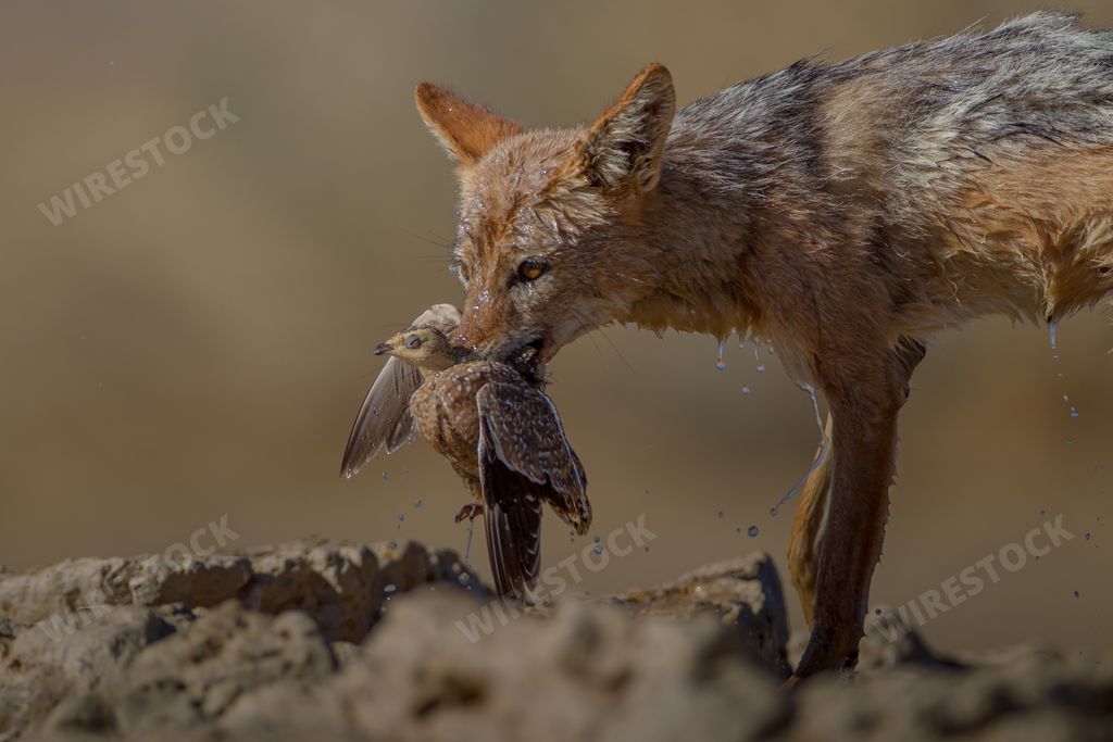 A beautiful shot of a wet sand fox holding a dead bird in its mouth