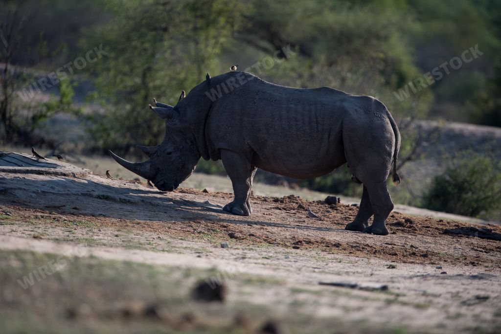 A beautiful shot of rhinoceros standing alone on the ground with tiny birds on the back