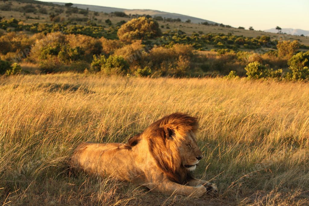 A magnificent lion resting on the grass covered field in the middle of the African jungle