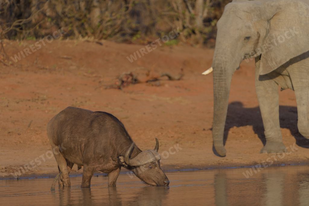 A buffalo drinking water with a blurred elephant in the background