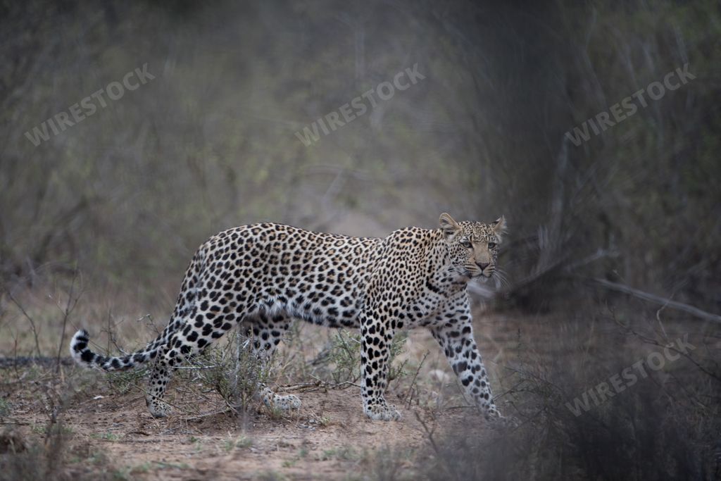 A beautiful shot of a leopard hunting for prey