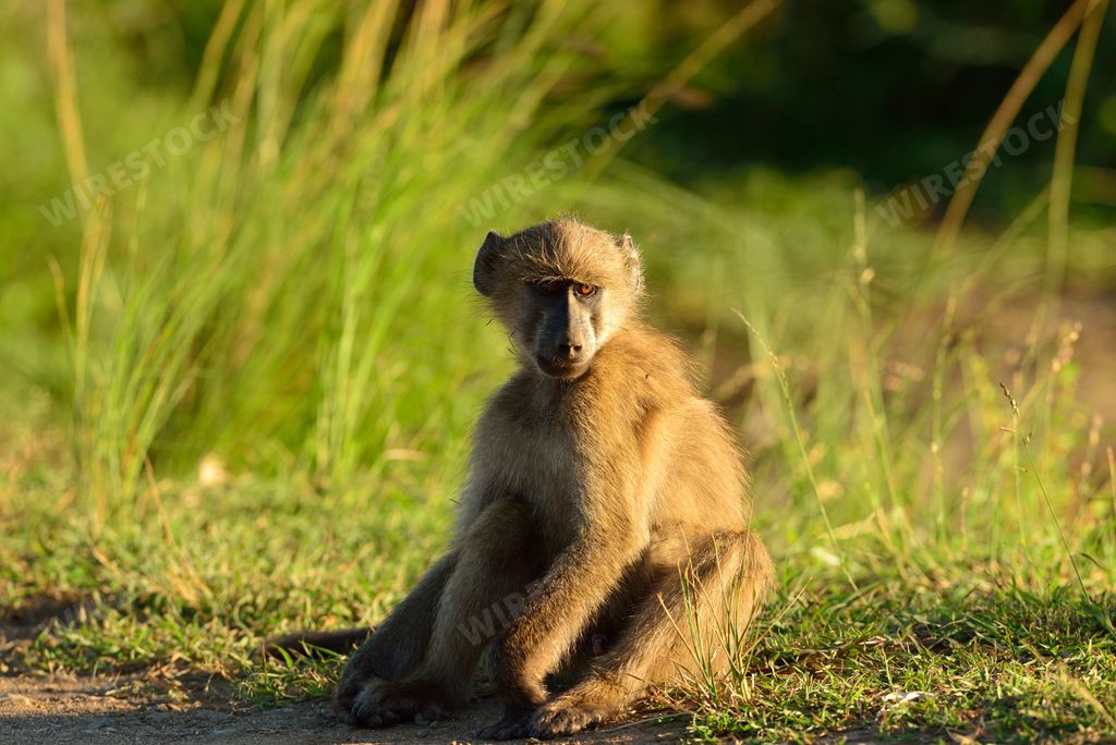 A baboon on the grass covered fields in the African jungles