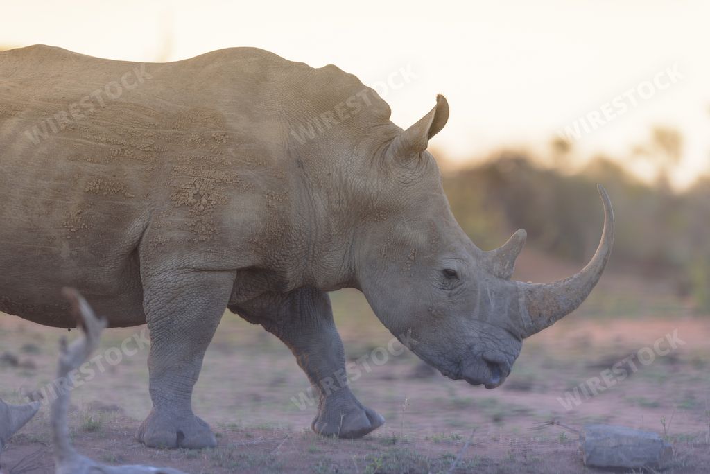 A closeup shot of a rhino walking