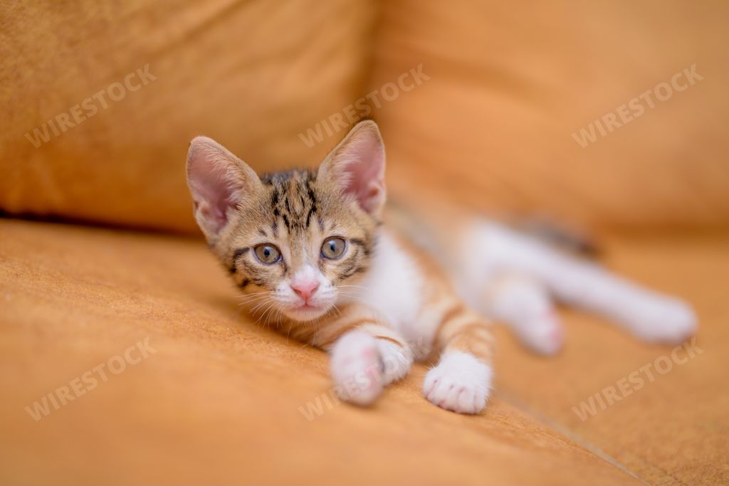 A closeup shot of a cute kitten lying on an orange sofa