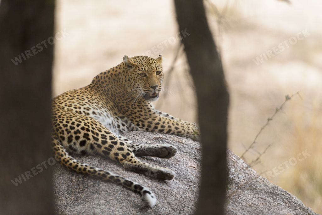 A selective focus shot of a cheetah laying on  a rock