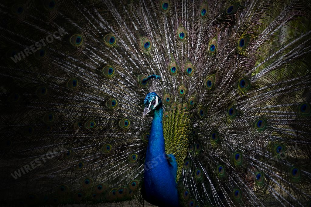 A beautiful peacock with breathtaking colorful feathers