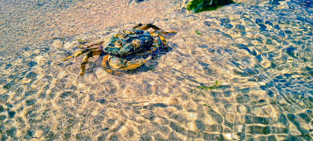A closeup shot of a crab on the seashore