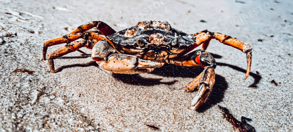 A closeup shot of a crab on the seashore