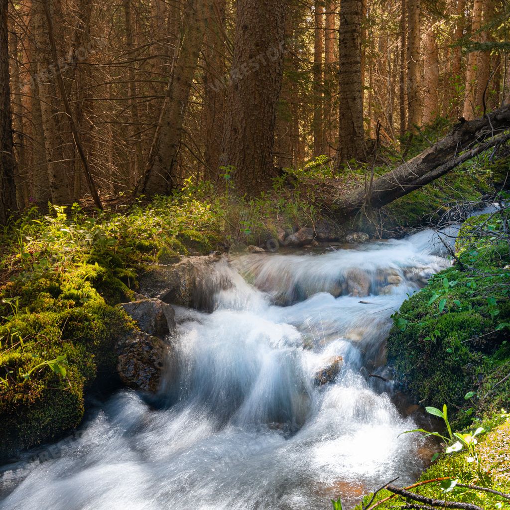 Beautiful shot of sunrise through the forest with a stream flowing ...