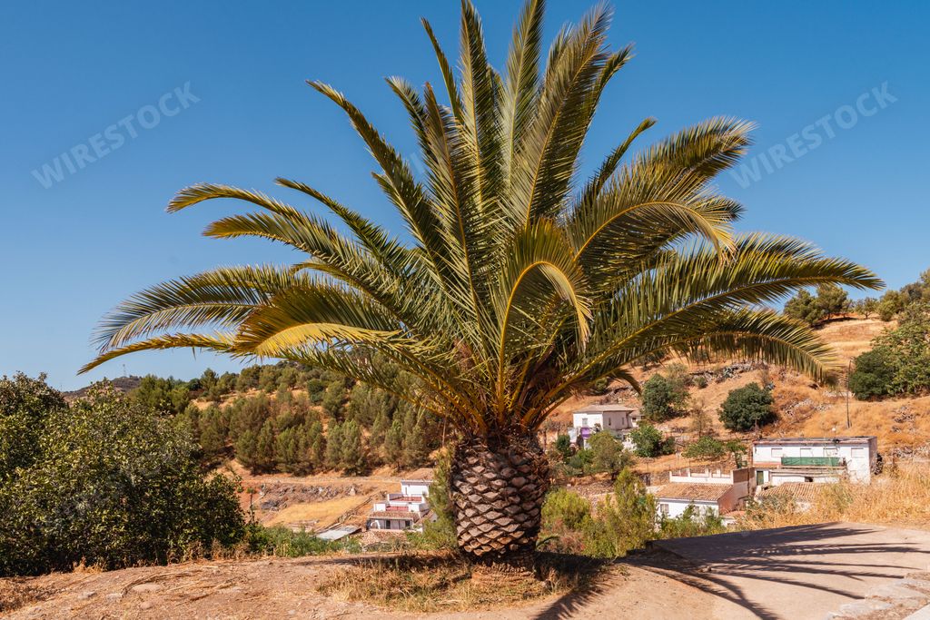 A scenic view of a palm tree with a clear blue sky and houses in the background on a sunny day