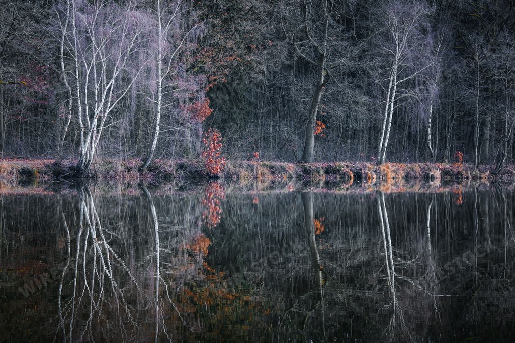 Trees are reflected in the water at a lake.