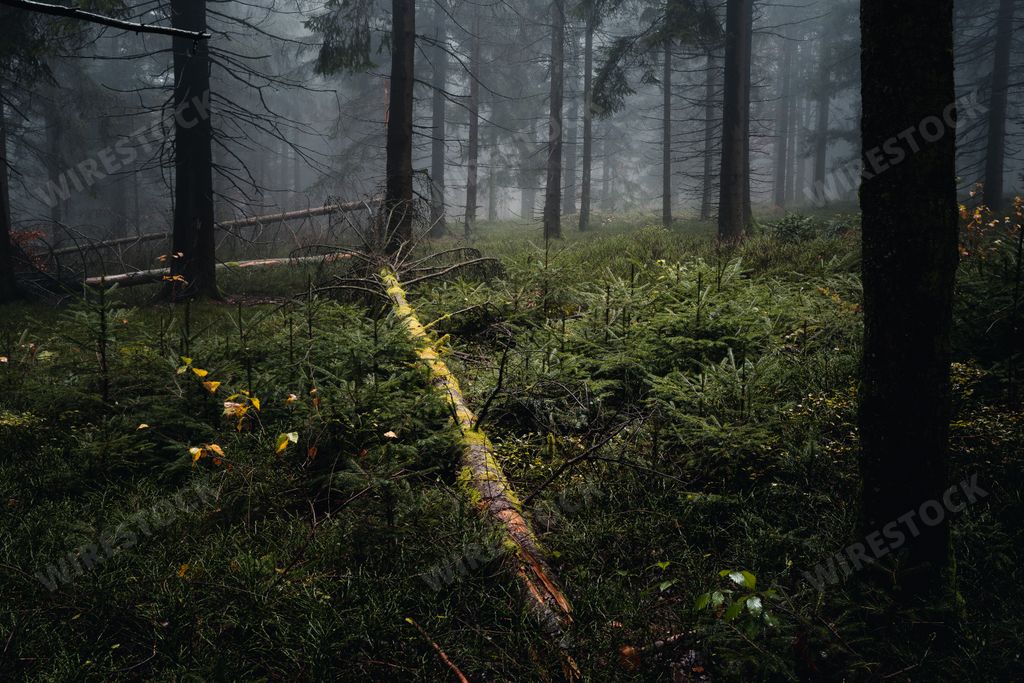 The foggy autumn in the forest in the evening. Bavaria, Germany