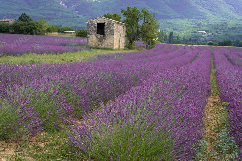 An abandoned stone house in the middle of a lavender field in France