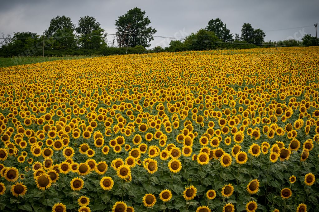 A beautiful scenic view of a blooming yellow sunflower field in Lombardy, Italy