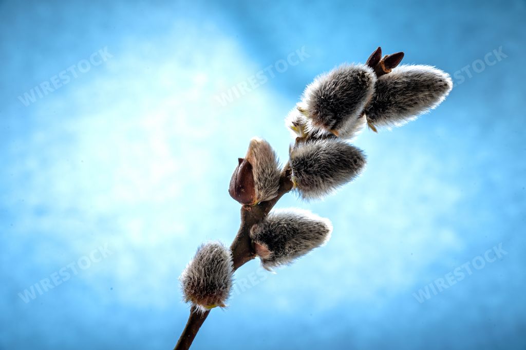 A closeup shot of a pussy willow branch on a blue background