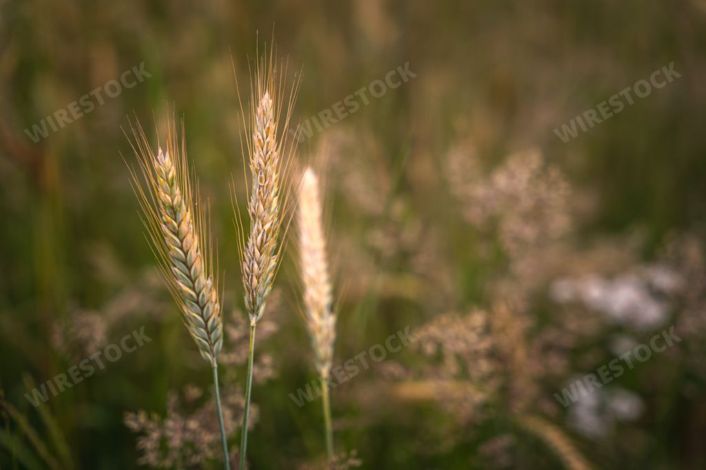 The Golden ears of wheat on the field in sunlight