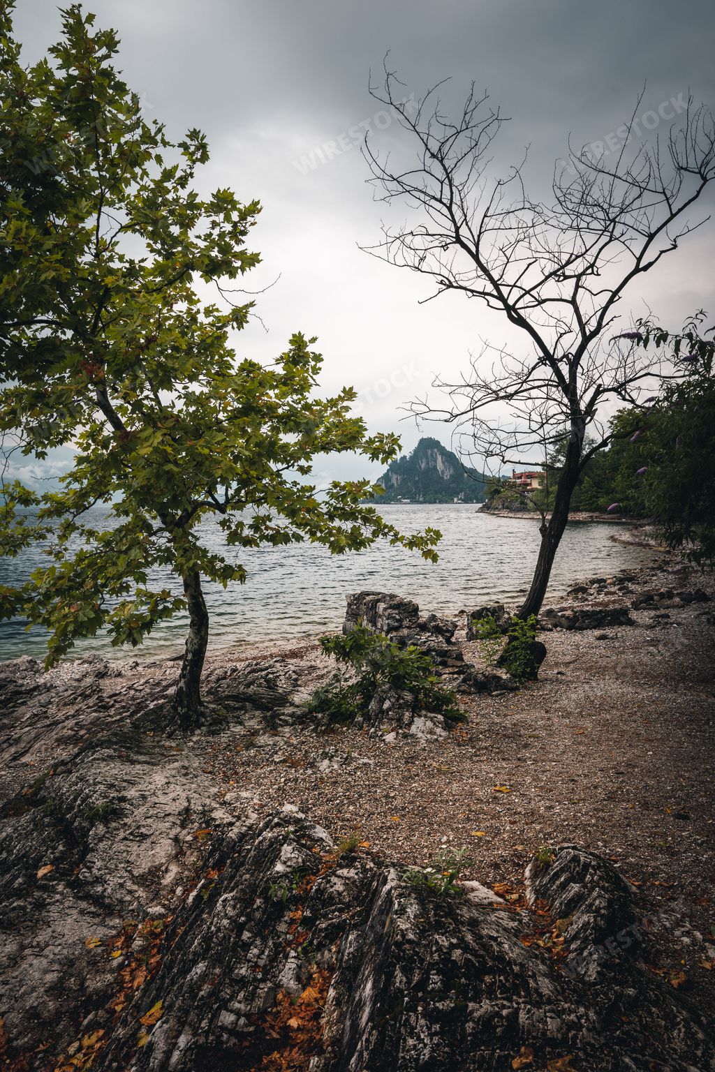 A tree near the lake shore on a gloomy day