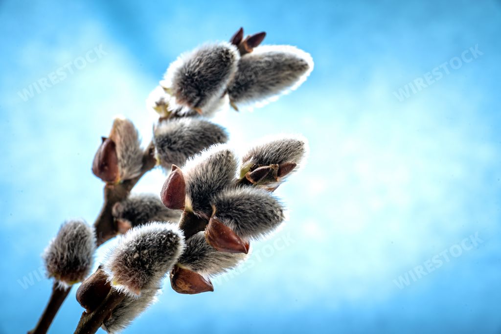 A closeup shot of a pussy willow branch on a blue background